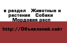  в раздел : Животные и растения » Собаки . Мордовия респ.